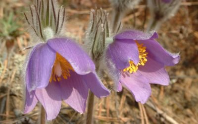 Welovelithuania.com, Šį savaitgalį festivalis „Vidur girių 2018“ kvies džiaugtis bundančia Dzūkijos gamta