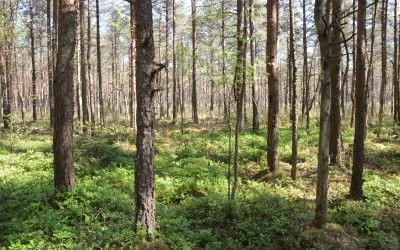 Regionų naujienos, Metodinio-analitinio centro ekspertai vertino buveinių apsaugai svarbių teritorijų (BAST) būklę