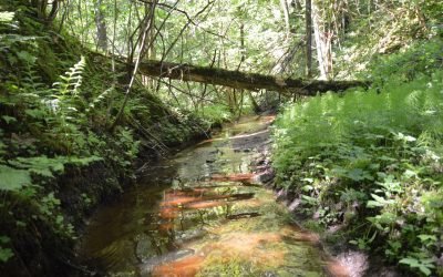 ELTA, Metodinio-analitinio centro ekspertai vertino buveinių apsaugai svarbių teritorijų (BAST) būklę