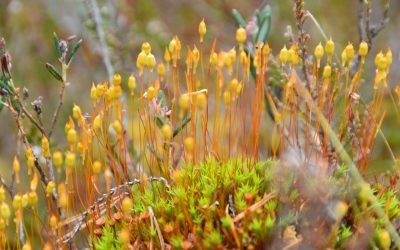 Rokiškio sirena, Metodinio-analitinio centro ekspertai vertino buveinių apsaugai svarbių teritorijų (BAST) būklę Anykščių ir Rokiškio rajonuose