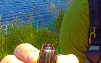 Alkas.lt, Reti vandens vabalai, kuriuos reikia saugoti