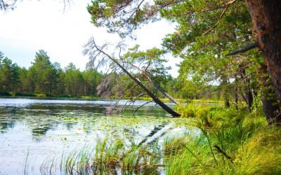 Šilelis, Šimonių girios gyventojai – kai kuriuos sutinka tik patys atidžiausi