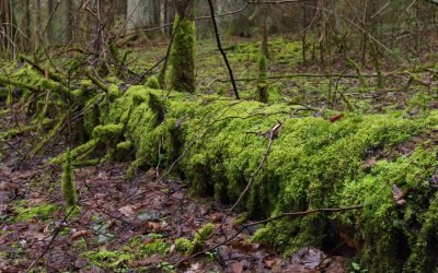 LRT.lt, Sengirės paslaptys: kur keliauja grybai ir kodėl Lietuvai reikia stuobrių?