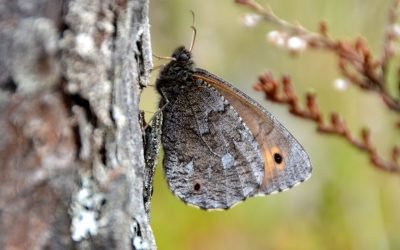 Gimtasis Rokiškis, Gyvenimas Juodymo aukštapelkėje: toli nuo žmogaus įsikūrė jautriausios rūšys