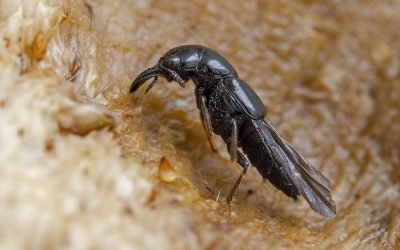 Alkas.lt, Gamtosaugos ekspertams pavyko aptikti Europos retenybę