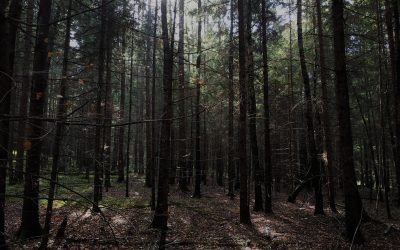 Švenčionių kraštas, Švenčionių rajone grybo kepurėje rastas visoje Europoje saugomas vabalas