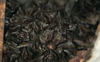 Delfi.lt, Šiuo metu prie šių gyvūnų geriau nesiartinti: susidūrimas gali būti pražūtingas