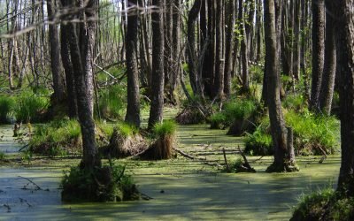 Delfi.lt, Tikroji Lietuvos širdis: pasidairykite, kaip atrodo unikali vieta, kur įžengti draudžiama