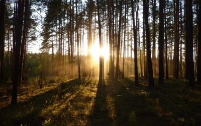 Lrytas.lt, Kilus skandalui dėl kertamų miškų prabilo gamtosaugininkas: ateityje kaltinimų daugės