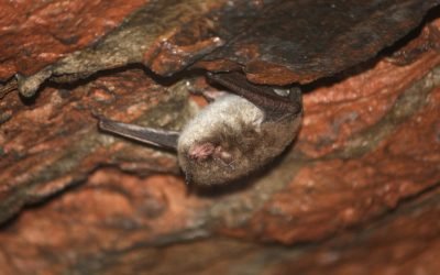 15min.lt, Aukštųjų Panerių geležinkelio tunelyje – 2327 šikšnosparniai, dauguma jų reti