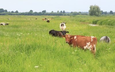Agrarinės aplinkosaugos įgyvendinimas Lietuvoje: iššūkiai ir galimybės