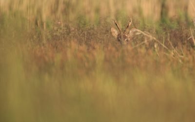 Susipažinkime – reti, paslaptingi ir saugomi. Kas šie Lietuvos gyvūnai ir augalai?