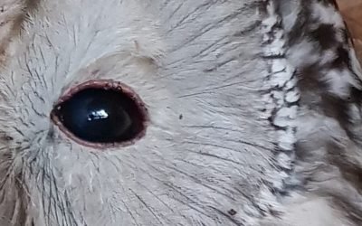 Tęsiame žaidimą – reti, paslaptingi ir saugomi. Ar atpažįstate?