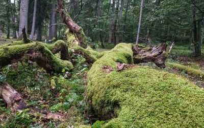 Pristatomas vietovės „Punios šilas“ apsaugos tikslų projektas