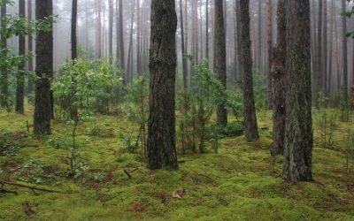 Naujas požiūris į miškus: kiek reikia saugoti?