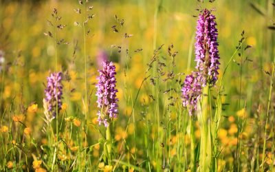 Ieškome projekto finansų kontrolieriaus!