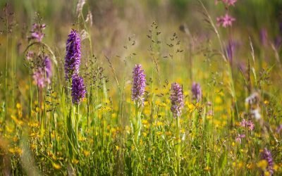 Ūkininkai kviečiami tapti naujos kartos agrarinės aplinkosaugos pradininkais Lietuvoje