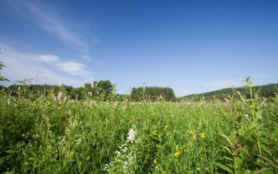 REGISTRACIJOS ANKETA į agrarinės aplinkosaugos priemonę „Gausiai žydinčių natūralių pievų išsaugojimas“
