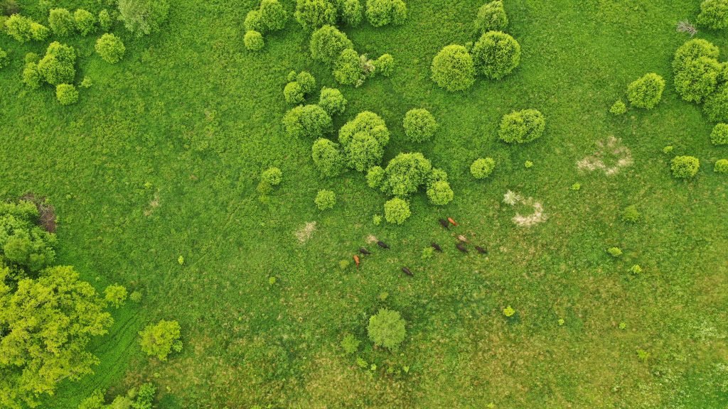 extensive-grazing-has-been-started-to-restore-important-natural