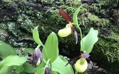 Lietuviškoji orchidėja plačialapė klumpaitė – tikra klastūnė