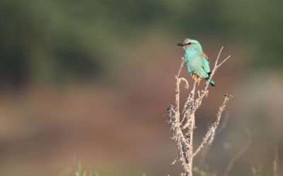 Žalvarnis – dabita, įsikuriantis buvusiose miško gaisravietėse