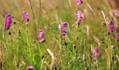 Meadow, pieva, flowers