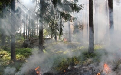Kviečiame dalyvauti tarptautiniame seminare apie ugnies vaidmenį miško ekosistemose