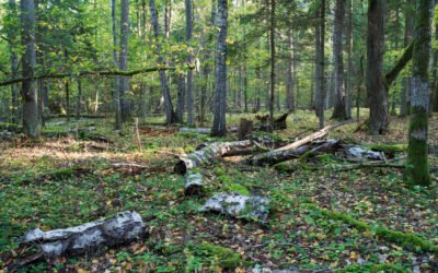 Gyventojų apklausa: didžiausią susirūpinimą kelia miškų tvarkymas saugomose teritorijose