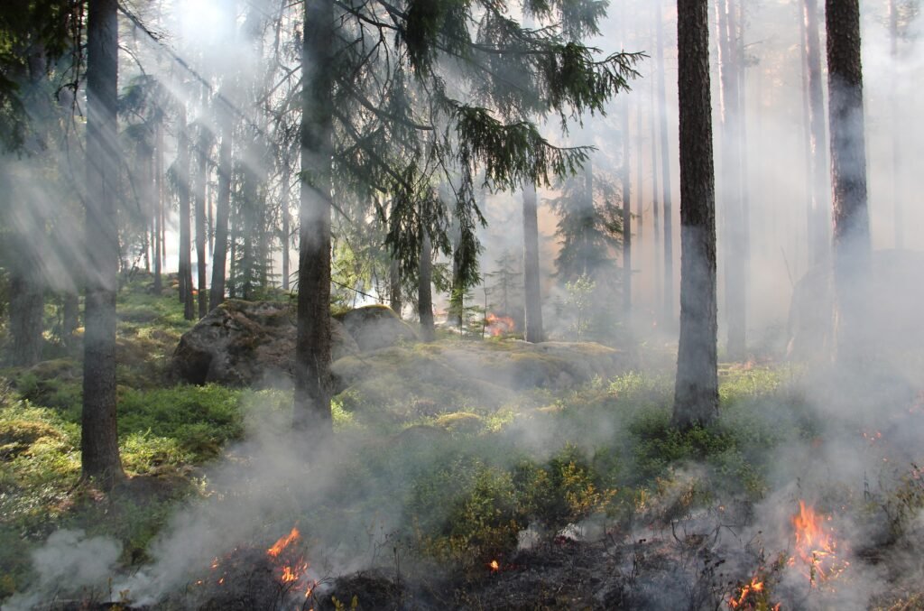 miškas, kontroliuojamas deginimas