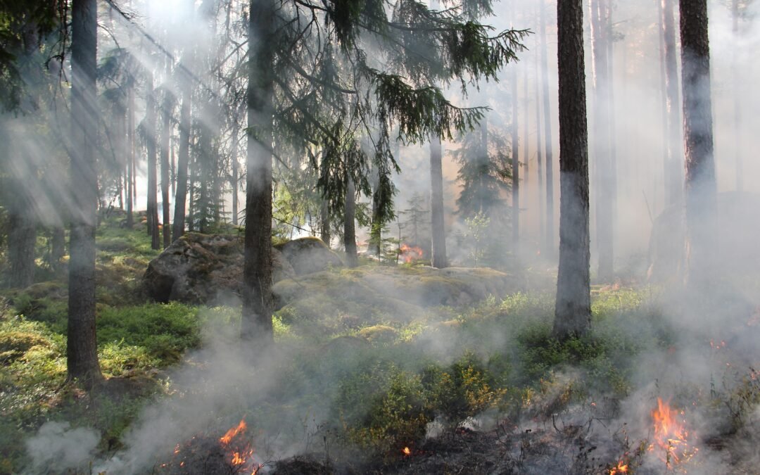 Miško paklotę bus leidžiama nudeginti mokslinių tyrimų tikslais