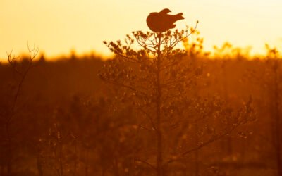 Seminaro „Kalbame apie Natura 2000“ vaizdo įrašas ir medotinė medžiaga