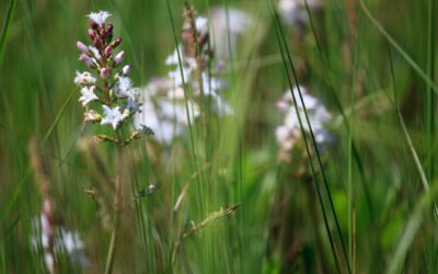 Kviečiame prisijungti prie ūkininkų, saugančių pievų biologinę įvairovę