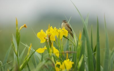 Kviečiame prisijungti prie ūkininkų, prižiūrinčių šlapynes ir saugančių jų biologinę įvairovę