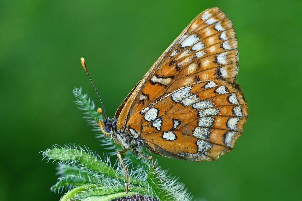baltamargė šaškytė