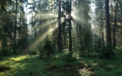 Kas kainuoja brangiau – mediena ar prarasta brandaus miško kuriama vertė?