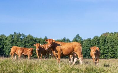 Nerijaus Sukacko šeimos ūkis – laisvų ir laimingų galvijų veislininkystės ūkis