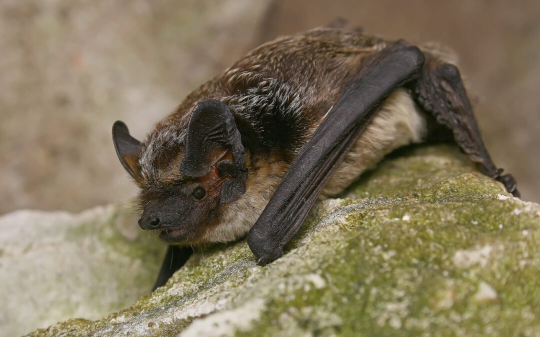 Ką daryti į namus patekus šikšnosparniui? Komentuoja gamtosaugos ekspertas