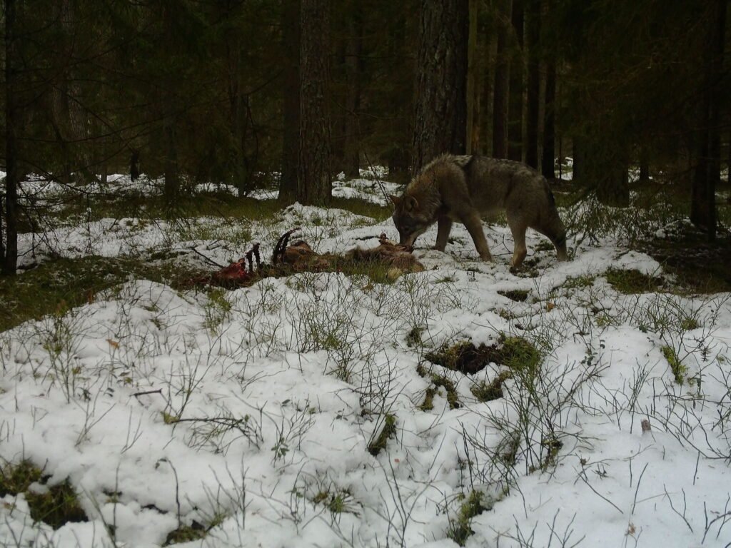 vilkas prie grobio