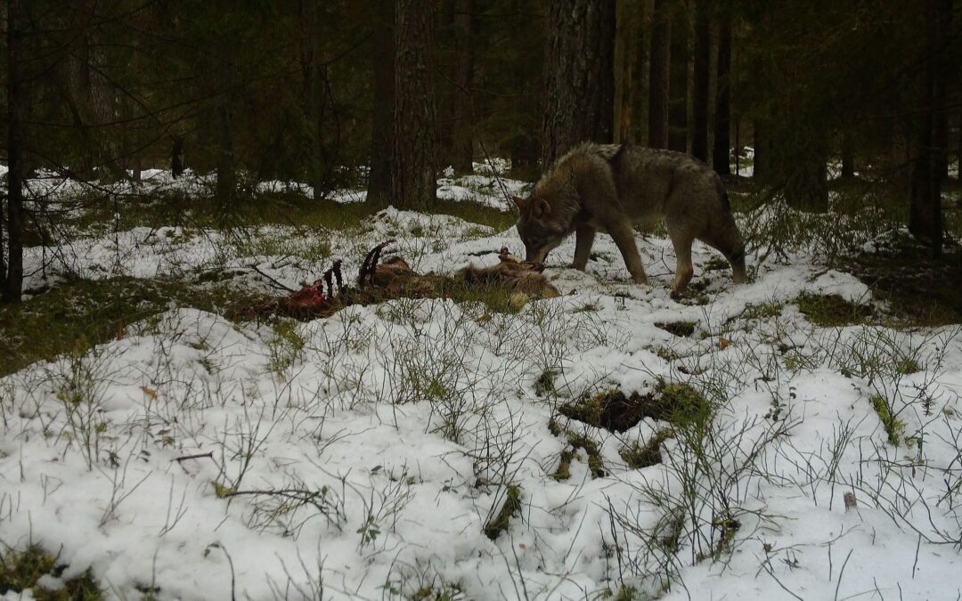 Vilkai Lietuvoje – grėsmingai plintantys ar pažeidžiami?