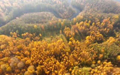 Ginučių ąžuolyne bus atkurta visoje Europoje itin reta gamtinė buveinė