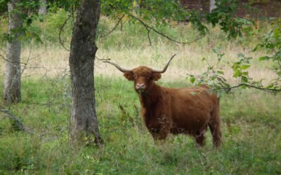 Grazing in Forests: a Scientific Review and Guidance for Policy Makers