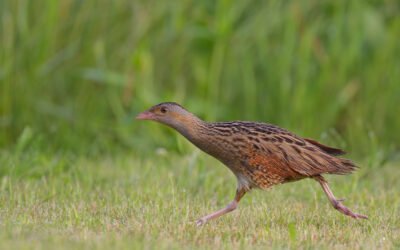 Žemaičiai „įdarbino“ ūkininkams našta tapusią žaliąją biomasę