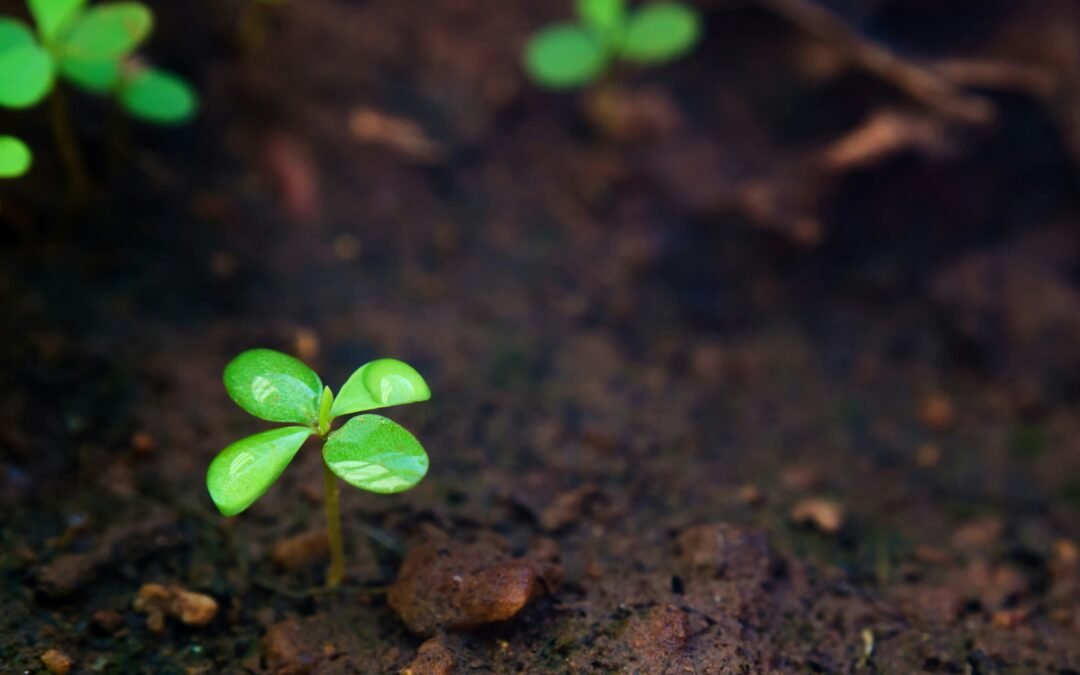 Dirvožemio būklę padeda įvertinti ekoakustika