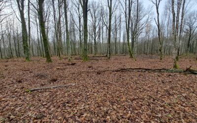 Sėkmingai atlikti Ginučių ąžuolyno teritorijos tvarkymo darbai