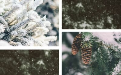 LIFE integruotojo projekto „Naturalit” naujienlaiškis – 2025 m. gruodis