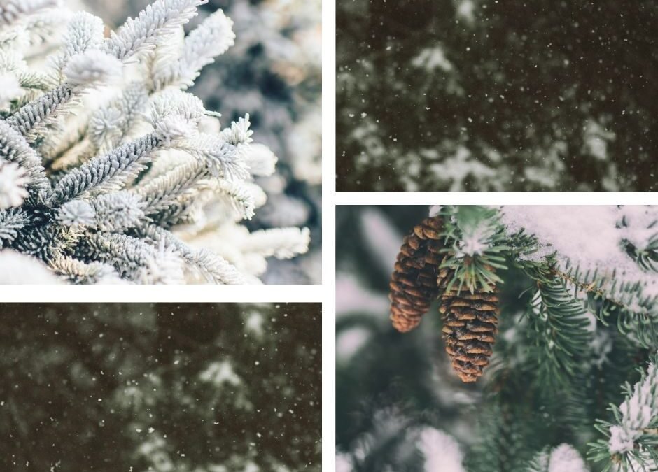 LIFE integruotojo projekto „Naturalit” naujienlaiškis – 2025 m. gruodis