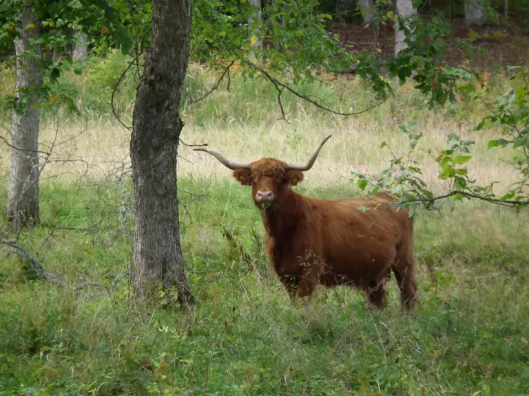 Guidelines. Grazing in Forests