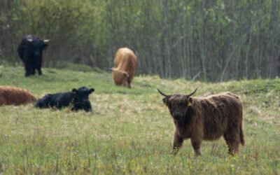 Seminaras „Šlapynės ūkyje: galimybės ir praktiniai sprendimai“