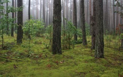 EB svarbos rūšių ir buveinių tvarkymo problemų miško žemėje analize vies 1