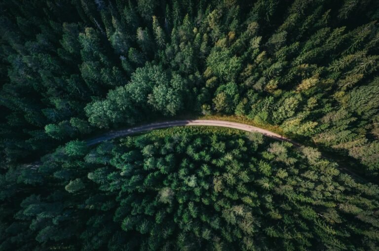 Naturaliu misko buveiniu tvarkymo rekomendacijos 2 atnaujintos
